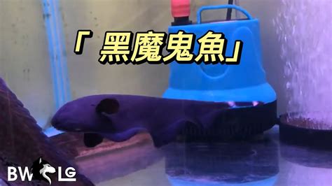 黑魔鬼魚飼養